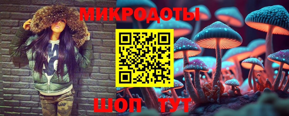Псилоцибиновые грибы Psilocybe Зеленогорск